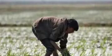 इन 4 राज्यों में किसानों के लिए बड़ी खुशखबरी, महज 1 रुपया में कराया जाएगा फसल बीमा