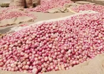 MP की मंडियों में सस्ता हुआ प्याज का दाम, जानें क्या हैं मंडियों के हाल?