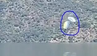 उत्तराखंड के टिहरी झील में गिरा पैराग्लाइडर, SDRF ने बचाई जान!
