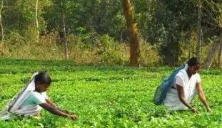 बिहार सरकार चाय की खेती पर दे रही सब्सिडी, ऐसे करें आवेदन