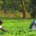 बिहार सरकार चाय की खेती पर दे रही सब्सिडी, ऐसे करें आवेदन