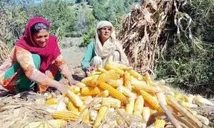 इथेनॉल उत्पादन को बढ़ावा देने के कारण भारत में मक्के की कीमतों में 20% की वृद्धि