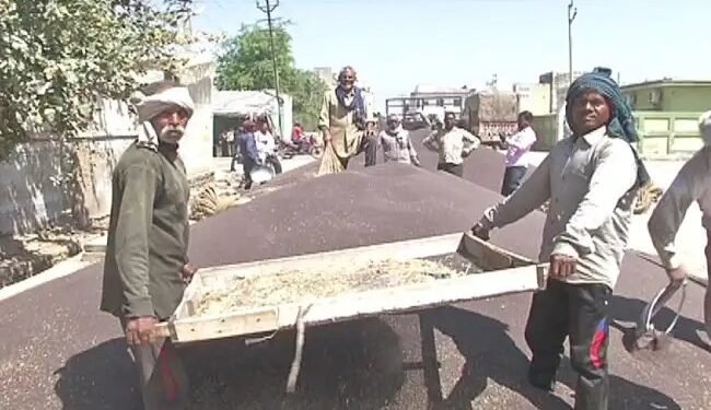 Rajasthan : सरसों के दामों में भारी उछाल , किसानों के चेहरे खिले