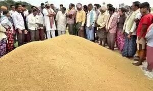 उत्तर प्रदेश ने खरीफ सीजन 2024-25 के तहत रिकॉर्ड धान खरीद हासिल की