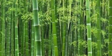 लाखों की कमाई देगी बांस की खेती, जल्द नर्सरी लगाकर पाएं सब्सिडी
