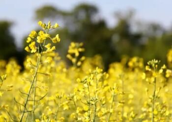 हरियाणा और असम में शुरु हुई सरसों खरीद, जानें क्या है बाकी राज्यों में खरीदी आंकड़ा?