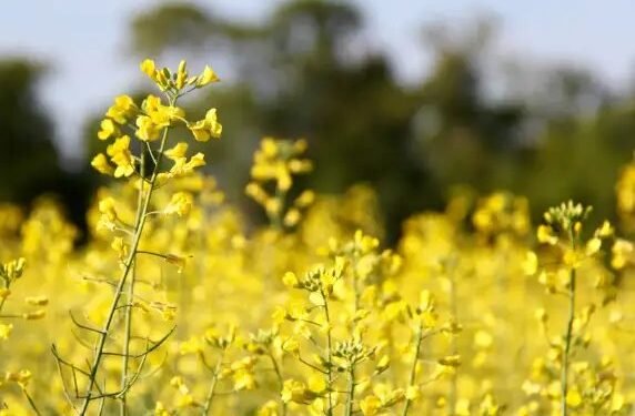 हरियाणा और असम में शुरु हुई सरसों खरीद, जानें क्या है बाकी राज्यों में खरीदी आंकड़ा?