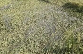 बारिश से धान की फसल खराब होने पर मिलेगा 25 हजार रुपये मुआवजा, 17 सितंबर तक होगी भरपाई