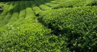 बिहार किसानों को मिलेगी चाय की खेती पर सब्सिडी, ऐसे करें आवेदन!