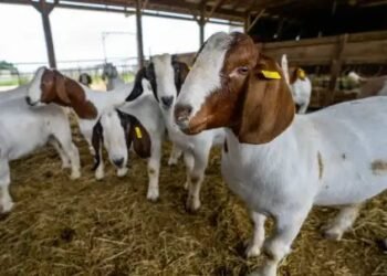 सर्दीयों में बकरियों को संक्रमित रोग से बचाने के लिए करें ये उपाय