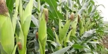 खरीफ सीजन में लाभदायक है मक्का की खेती, इन टिप्स को अपनाकर किसानों को मिलेगी अधिक उपज