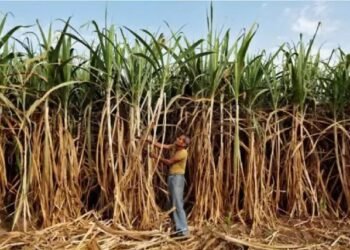 गन्ने का एफआरपी 10.25 प्रतिशत की मूल वसूली दर पर 340 रुपये प्रति क्विंटल तय किया गया