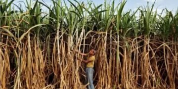 गन्ने का एफआरपी 10.25 प्रतिशत की मूल वसूली दर पर 340 रुपये प्रति क्विंटल तय किया गया