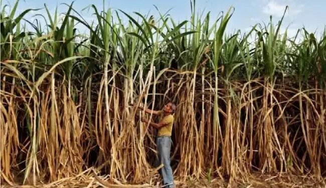 गन्ने का एफआरपी 10.25 प्रतिशत की मूल वसूली दर पर 340 रुपये प्रति क्विंटल तय किया गया
