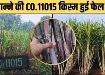 गन्ने की ‘CO. 11015 किस्म’ से किसान हुए परेशान, खेत का Video हुआ वायरल!