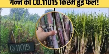गन्ने की ‘CO. 11015 किस्म’ से किसान हुए परेशान, खेत का Video हुआ वायरल!