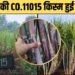 गन्ने की ‘CO. 11015 किस्म’ से किसान हुए परेशान, खेत का Video हुआ वायरल!
