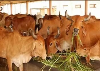गो संरक्षण और विकास पर राज्य सरकार खर्च करेगी 478 करोड़, इन चीजों पर भी होगा फोकस!