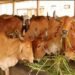 गो संरक्षण और विकास पर राज्य सरकार खर्च करेगी 478 करोड़, इन चीजों पर भी होगा फोकस!