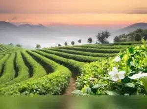 चाय संघों और छोटे उत्पादकों ने पश्चिम बंगाल सरकार पर उचित मूल्य निर्धारण और सुधारों के लिए दबाव डाला