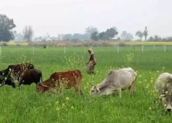 इस बंदूक से फायरिंग से फुर्र हो जाएंगे मवेशी! नहीं होगा कोई घायल