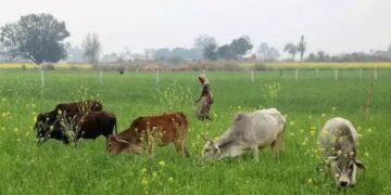 इस बंदूक से फायरिंग से फुर्र हो जाएंगे मवेशी! नहीं होगा कोई घायल