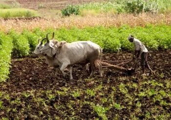 जानें क्या है केंद्र सरकार द्वारा शुरू किया NMNF?, किसानों को मिलेगा लाभ!