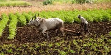 जानें क्या है केंद्र सरकार द्वारा शुरू किया NMNF?, किसानों को मिलेगा लाभ!