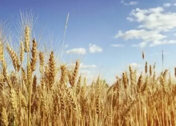 मध्य प्रदेश और यूपी में गेहूं का मिल रहा तगड़ा दाम, मंडियों में MSP के नीचे पहुंची कीमतें!