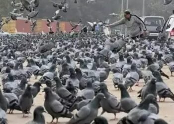 दिल्ली में कबूतर को डाला दाना तो कटेगा चालान, पांच पर एक्शन!
