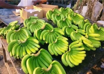 एपीडा ने ताजा उपज के निर्यात को बढ़ावा देने के लिए समुद्री प्रोटोकॉल विकसित किया