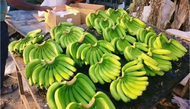 एपीडा ने ताजा उपज के निर्यात को बढ़ावा देने के लिए समुद्री प्रोटोकॉल विकसित किया