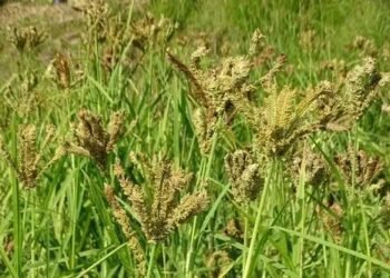 पारंपरिक ‘झुमकिया मंडुवा’ को मिला राष्ट्रीय पंजीकरण, पर्वतीय कृषकों के अधिकारों को मिली कानूनी सुरक्षा