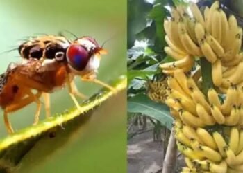 केले से होगा मक्खियों का इलाज! किसान आसानी से कर सकेंगे फल- सब्जियों की खेती