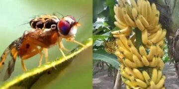 केले से होगा मक्खियों का इलाज! किसान आसानी से कर सकेंगे फल- सब्जियों की खेती