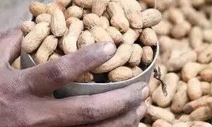 क्षेत्रफल और पैदावार में वृद्धि से गुजरात में मूंगफली की रिकॉर्ड फसल