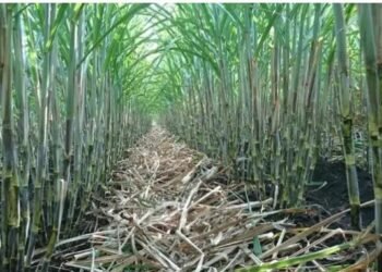 यूपी के 9 लाख से अदिक गन्ना किसानों ने Facebook पर लाइव द्वारा लिया प्रशिक्षण, जानें क्या है खास?