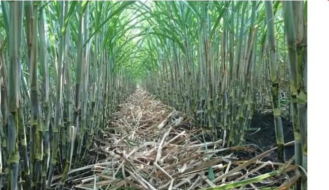 यूपी के 9 लाख से अदिक गन्ना किसानों ने Facebook पर लाइव द्वारा लिया प्रशिक्षण, जानें क्या है खास?