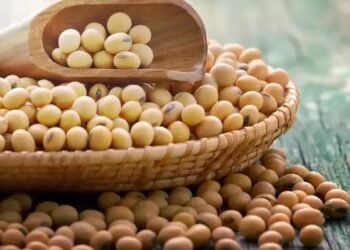 सोयाबीन खरीद में महाराष्ट्र नंबर 1, जानें बाकी राज्यों की क्या है रिपोर्ट?