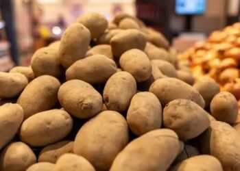 आलू की कीमतों में क्यों आ रही है गिरावट, जानें क्या हैं मंडी भाव?