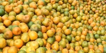 संतरे को लेकर महाराष्ट्र में हलचल, बांलगादेश ने बढ़ाई इंपोर्ट ड्यूटी