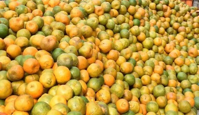 संतरे को लेकर महाराष्ट्र में हलचल, बांलगादेश ने बढ़ाई इंपोर्ट ड्यूटी