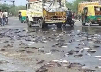 सड़क पर पलटा मछलियों से लदा वाहन, राहगीरों में मची लूटने की होड़