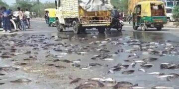सड़क पर पलटा मछलियों से लदा वाहन, राहगीरों में मची लूटने की होड़