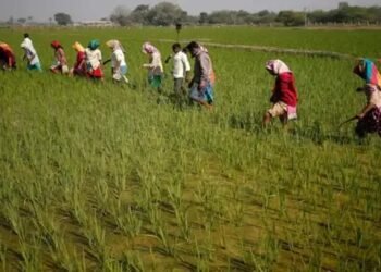 खरीफ की बुवाई अंतिम चरण में, पिछले वर्ष की तुलना में 4% अधिक