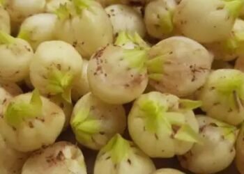 महुआ की खेती में करें ये दो उपाय, नहीं घटेगी पैदावार!