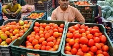इस राज्य में सबसे निचले स्तर पर पहुंचा टमाटर का भाव, लागत के भी पड़े लाले