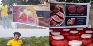 ‘अर्का किरण’ अमरूद एफ 1 हाइब्रिड से किसानों को मिल रहा है लाभ