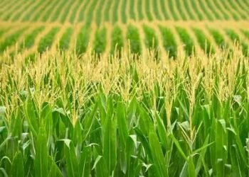 बारिश में मक्का की फसल में लग सकते हैं ये रोग, ऐसे करें रोकथाम