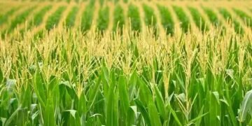 बारिश में मक्का की फसल में लग सकते हैं ये रोग, ऐसे करें रोकथाम